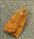 2112s1 (73.346)<br>Least Yellow Underwing
